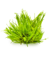 Taxiphyllum  'Spiky Moss' (Muschio Spinoso) | Vasetto 1•2•Grow