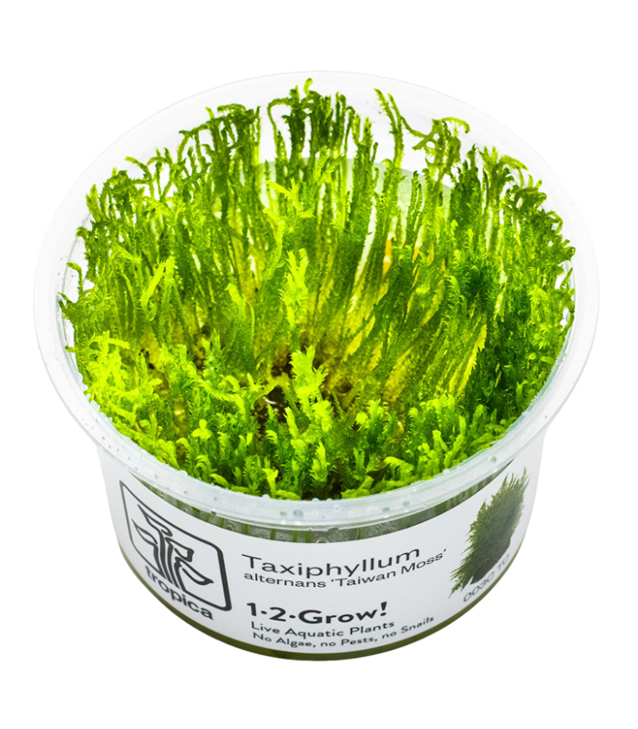 Taxiphyllum  alternans 'Taiwan Moss' (Muschio di Taiwan) | Vasetto 1•2•Grow