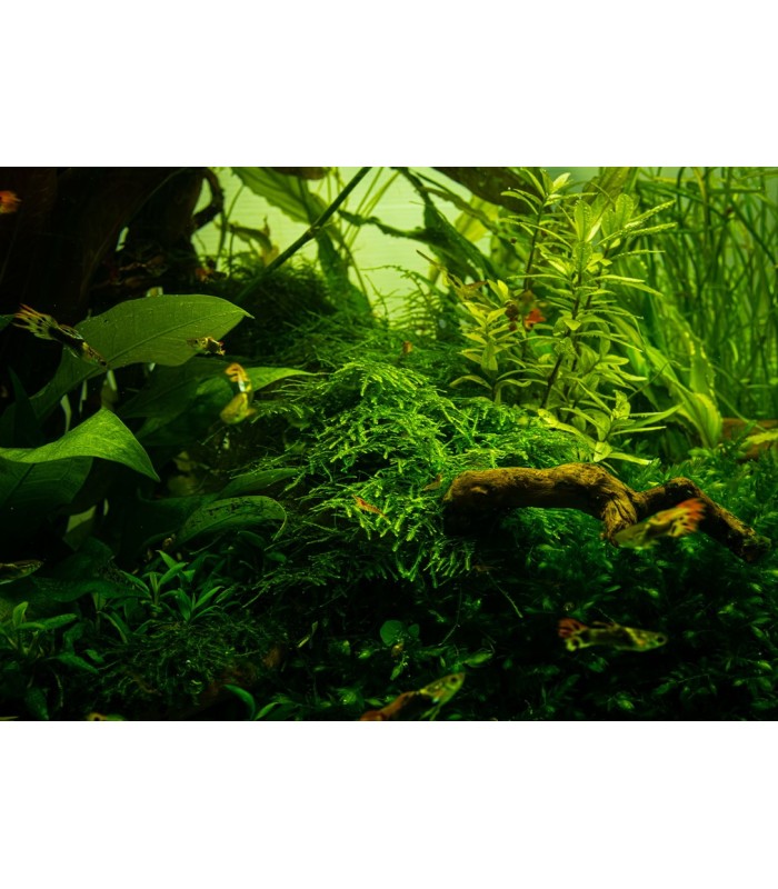 Taxiphyllum  alternans 'Taiwan Moss' (Muschio di Taiwan) | Vasetto 1•2•Grow