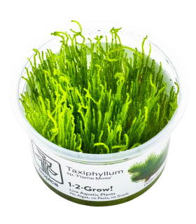 Taxiphyllum  'Flame Moss' (Muschio di Fuoco)