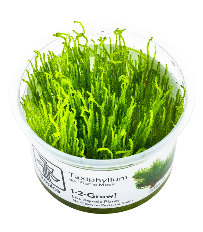 Taxiphyllum  'Flame Moss' (Muschio di Fuoco)