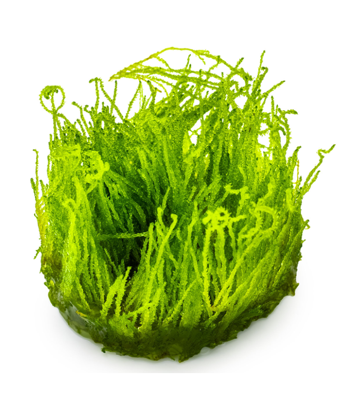 Taxiphyllum  'Flame Moss' (Muschio di Fuoco)