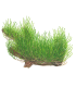 Taxiphyllum  'Flame Moss' (Muschio di Fuoco) | Vasetto 1•2•Grow