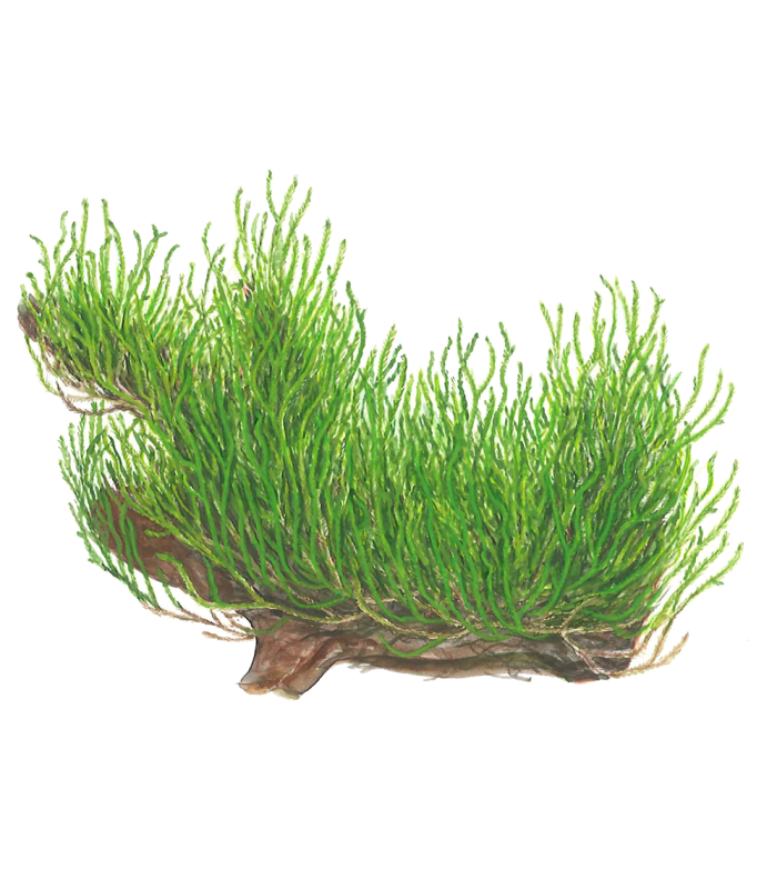 Taxiphyllum  'Flame Moss' (Muschio di Fuoco) | Vasetto 1•2•Grow