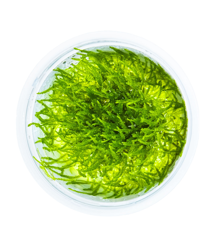 Taxiphyllum  'Bogor Moss'