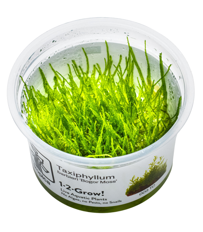 Taxiphyllum  'Bogor Moss' (Muschio di Bogor)