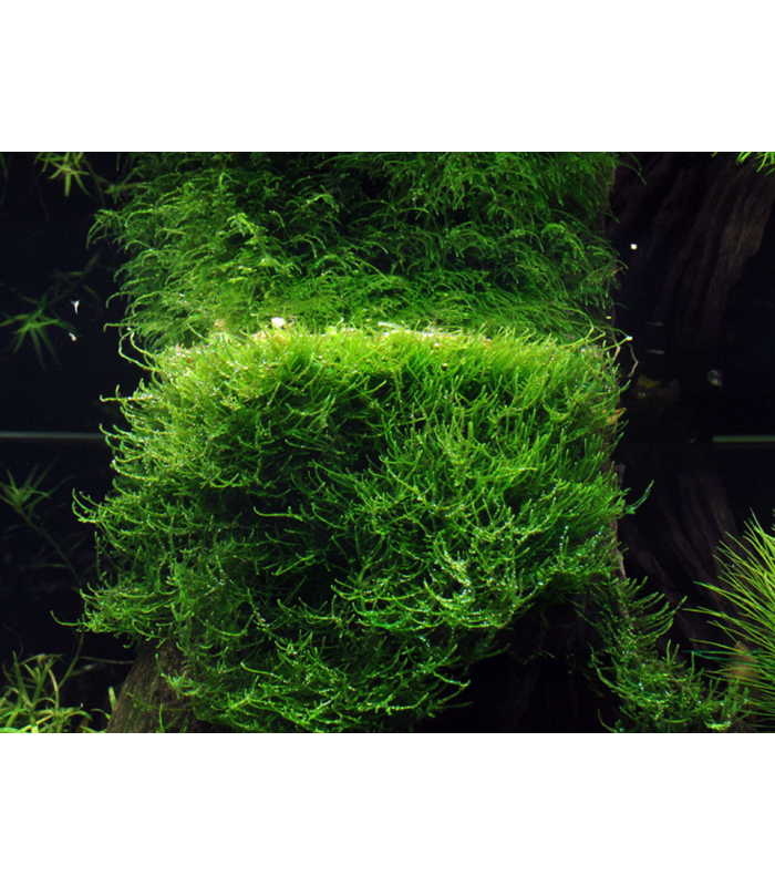 Taxiphyllum barbieri 'Bogor Moss'