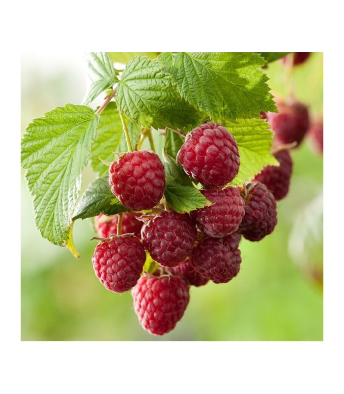 lampone rosso Sugana rifiorente