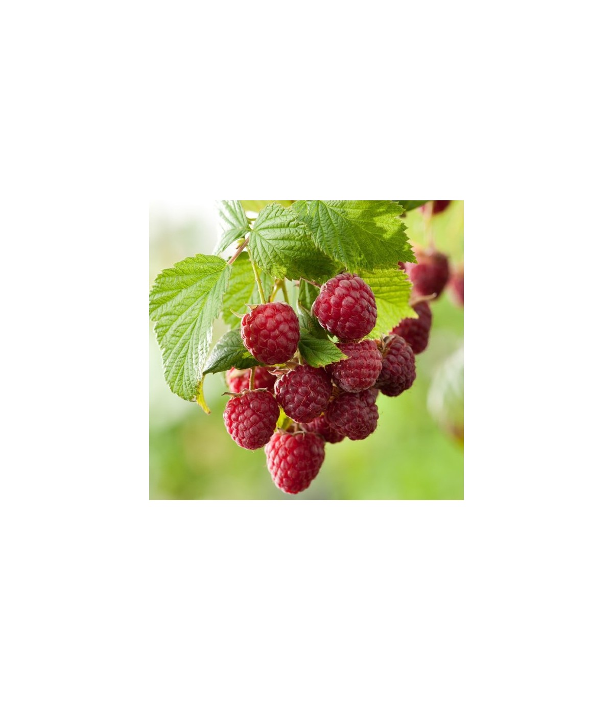 lampone rosso Sugana rifiorente