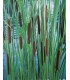 PIANTA DI TYPHA LEXMANNII