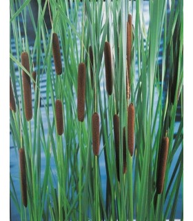 PIANTA DI TYPHA LEXMANNII