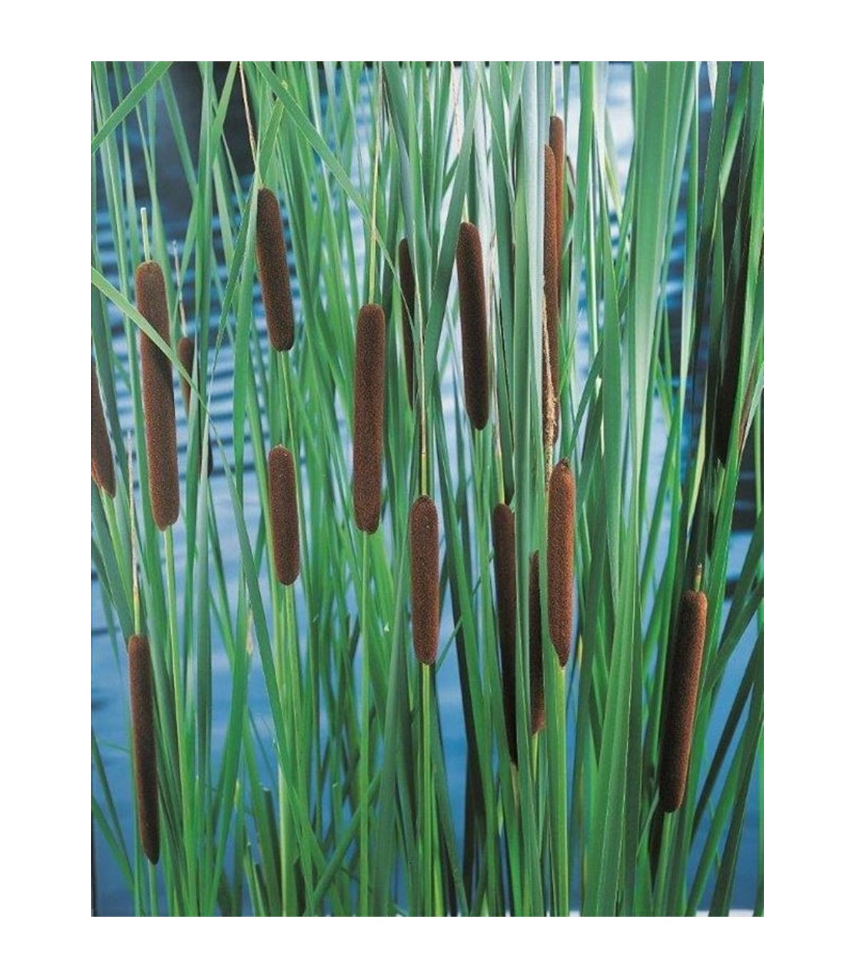 PIANTA DI TYPHA LEXMANNII