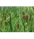 Mix 3 piante fitodepurazione TYPHA
