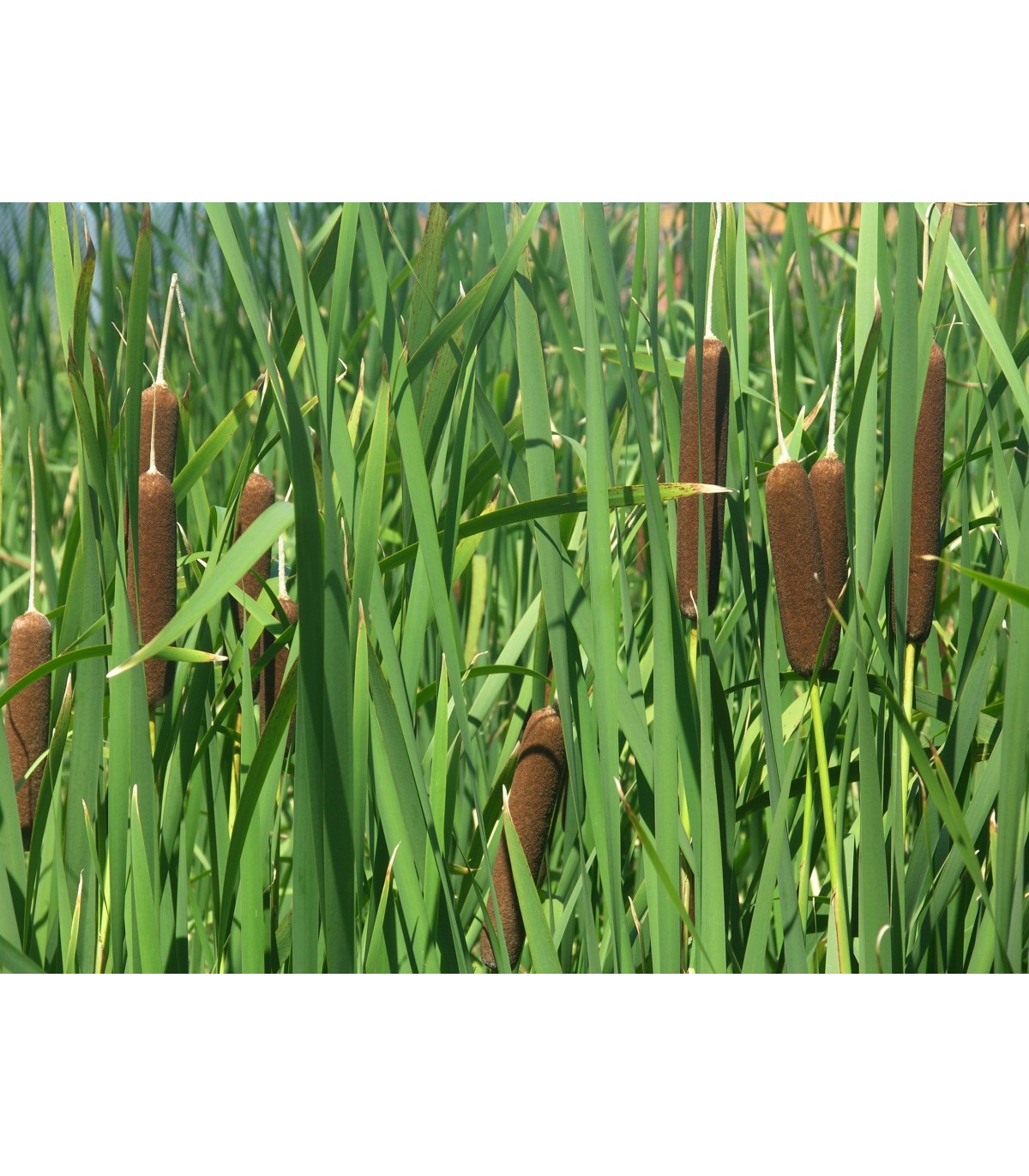 Mix 3 piante fitodepurazione TYPHA