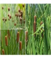 Mix 3 piante fitodepurazione TYPHA