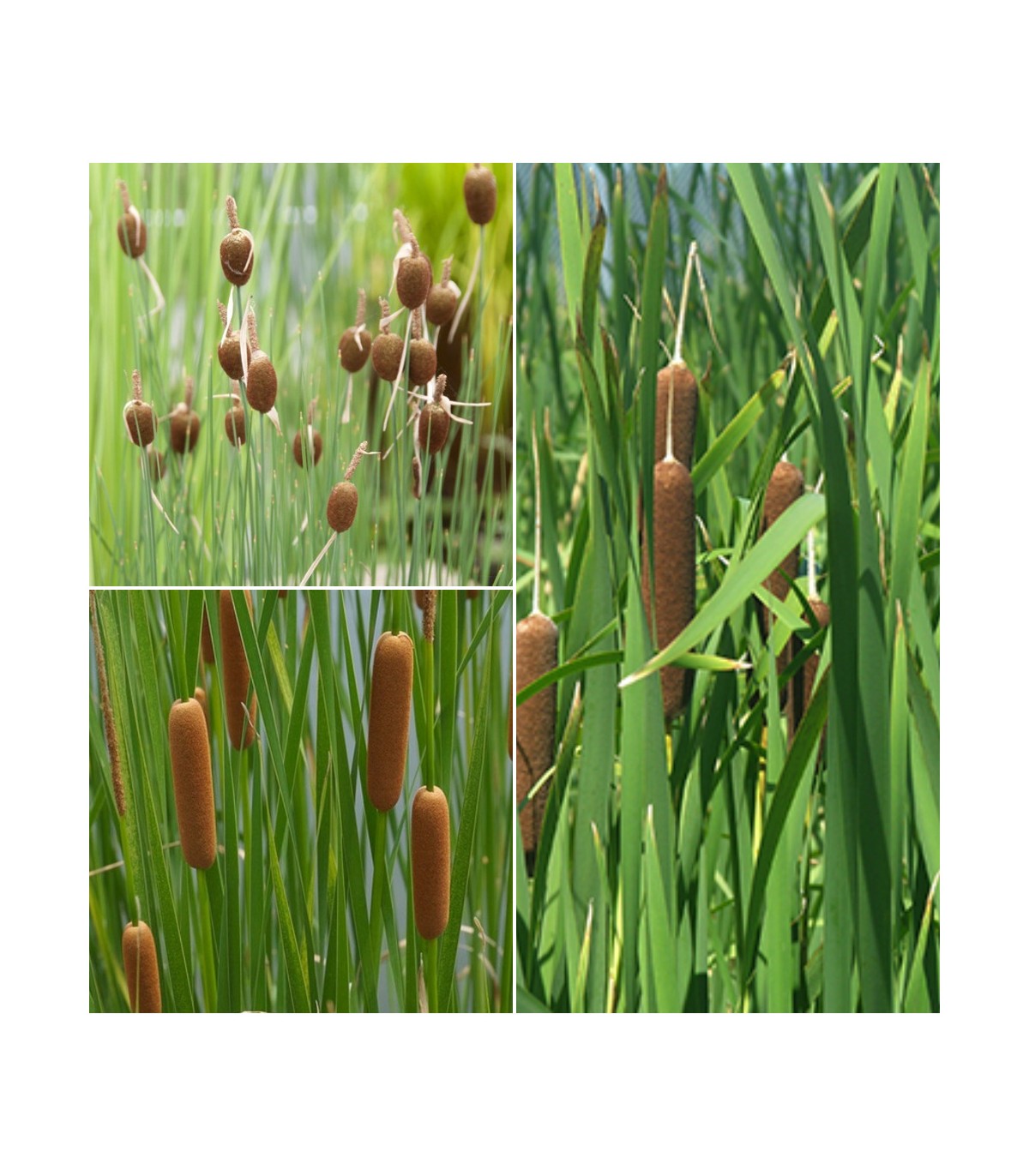 Piante di Typha in mix