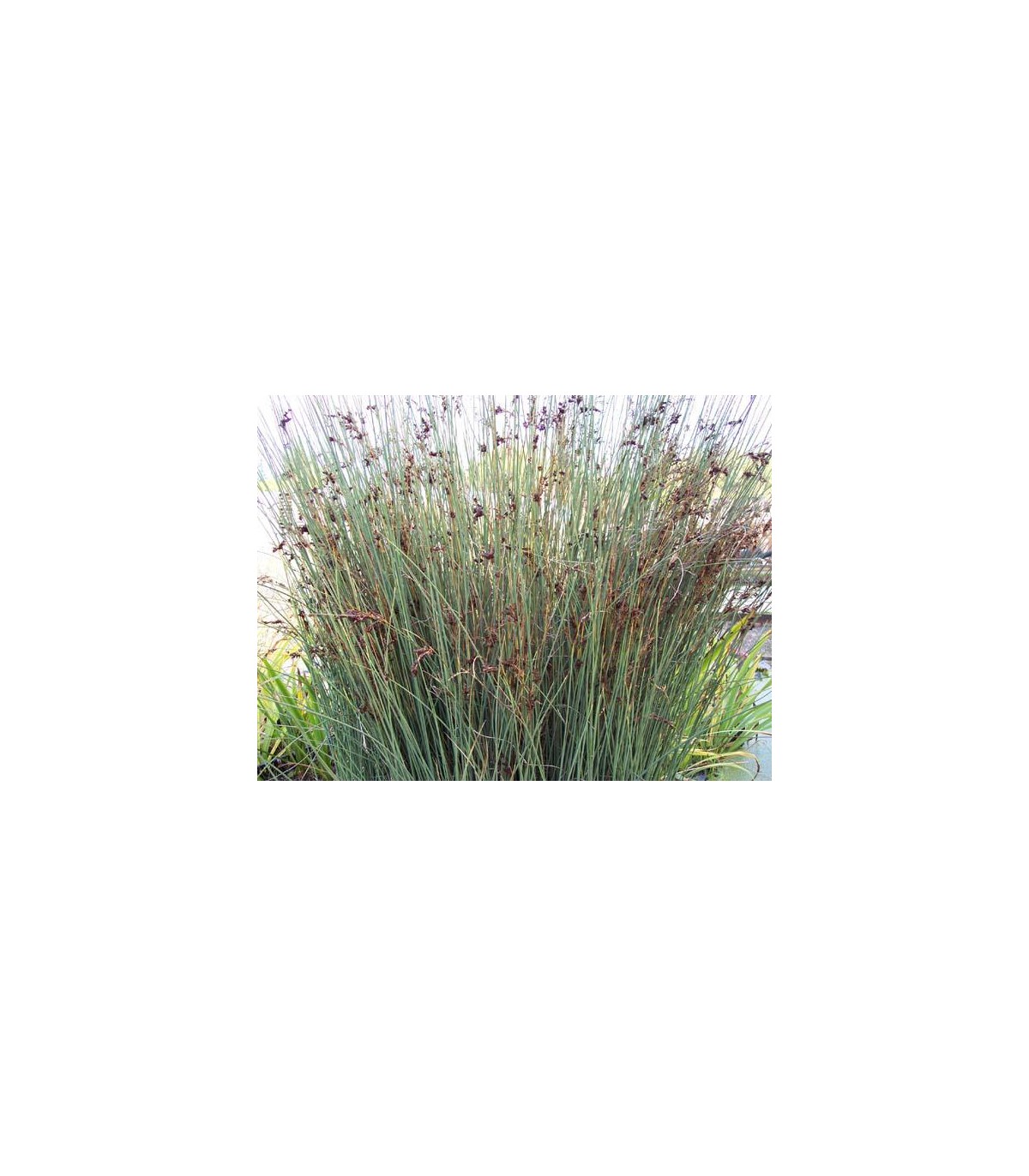 Juncus inflexus vaso