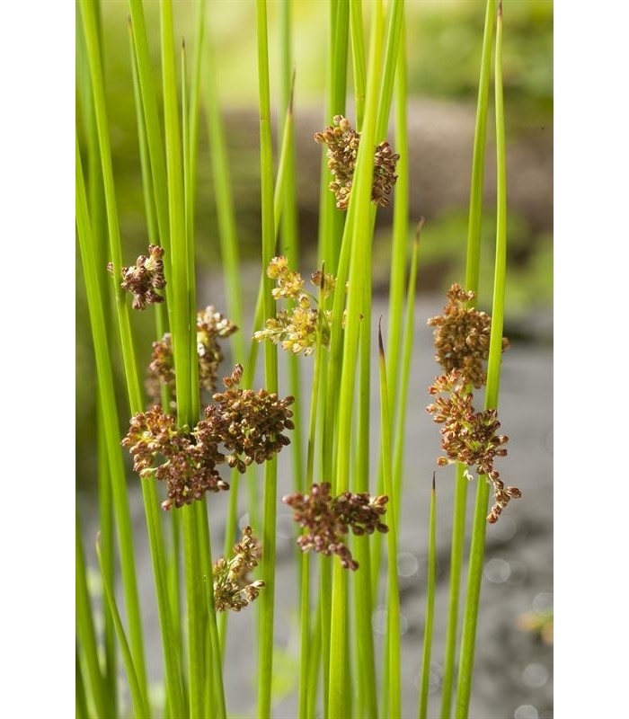 juncus inflexus fitodepurazione