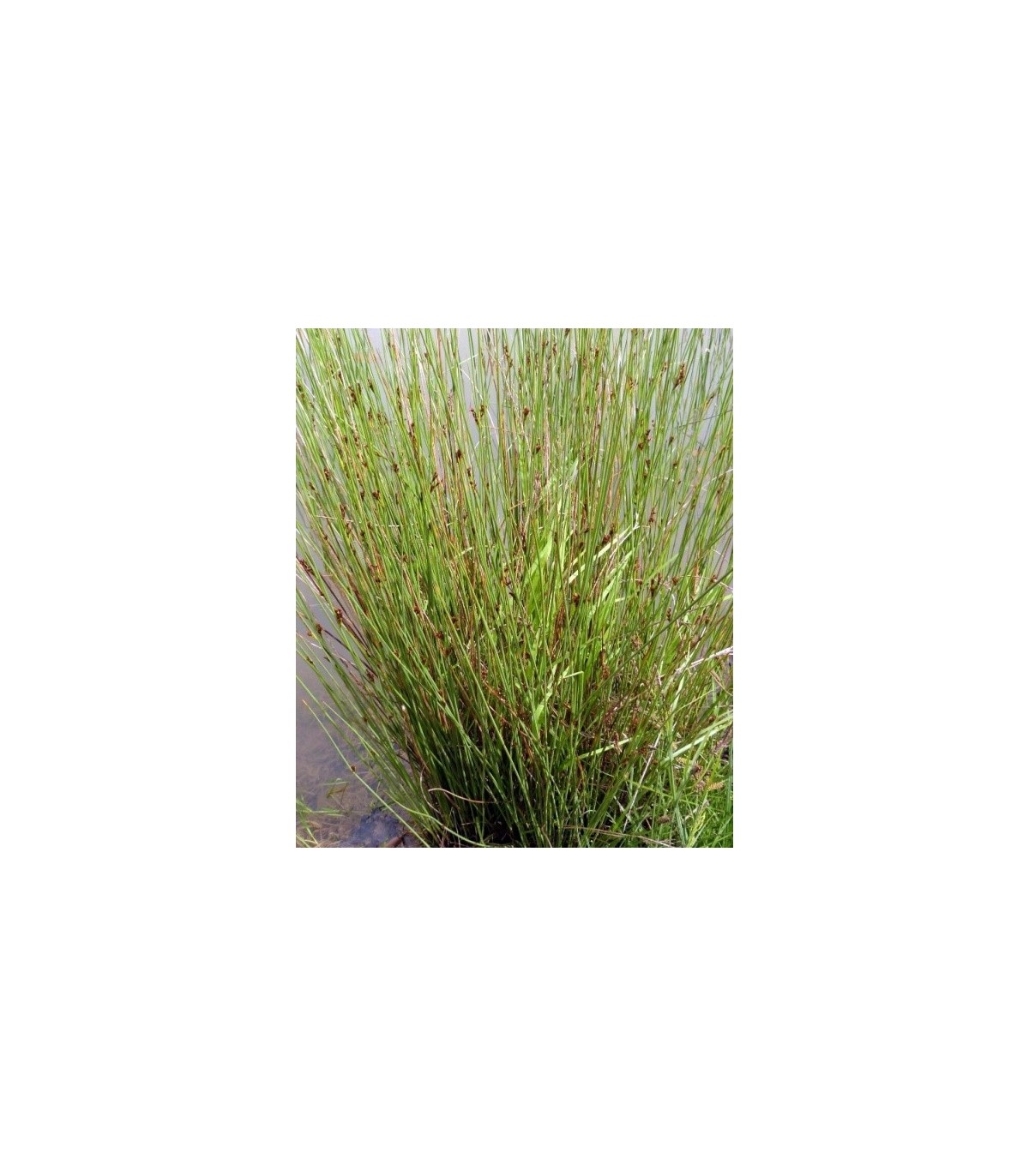 juncus inflexus vaso