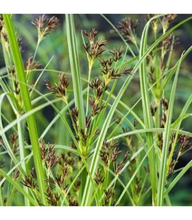 pianta di Cyperus longus