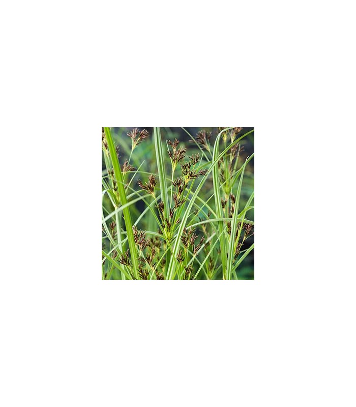 pianta di Cyperus longus