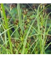 Cyperus longus