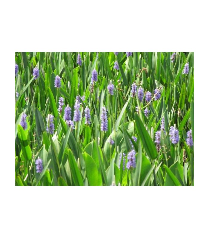 pianta di pontedera cordata