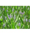 Pontederia cordata