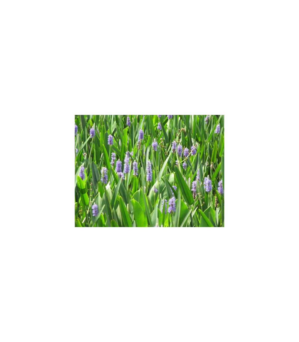 pianta di pontedera cordata