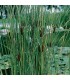 pianta di typha laxmannii