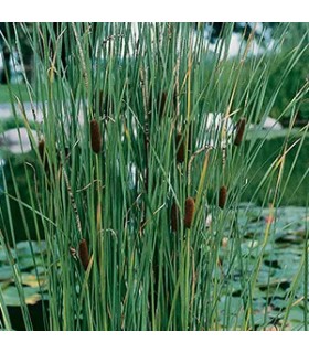 pianta di typha laxmannii