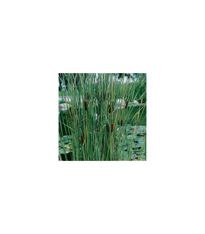 pianta di typha laxmannii