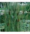 Typha laxmannii
