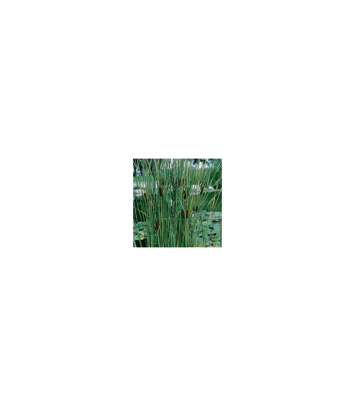 pianta di typha laxmannii