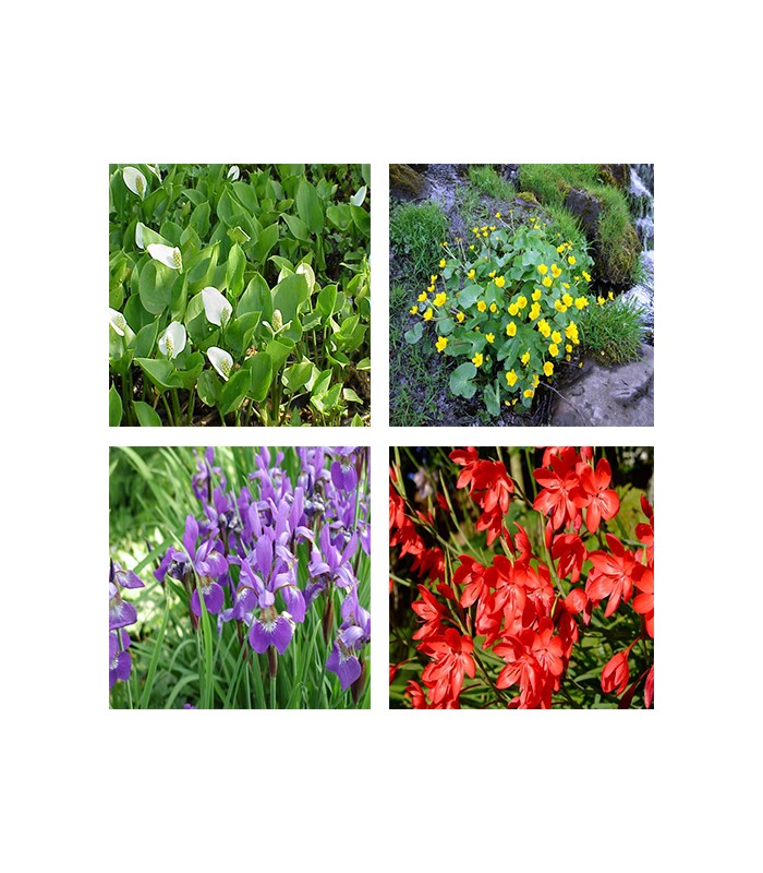 Gran mix piante da laghetto - 24 piante resistenti al freddo