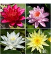 4 Ninfee in mix di colori