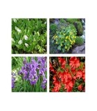 Piante per Laghetto e Giardino Acquatico