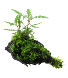 PIANTE PER TERRARI PALUDARI ACQUARI