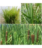 Piante per Fitodepurazione e Filtraggio Naturale