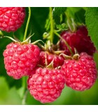 OFFERTE PIANTE PICCOLI FRUTTI
