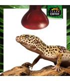 Lampade spot e infrarossi