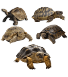 Alimenti per Tartarughe di Terra: Cibo Secco, Pellet e Stick