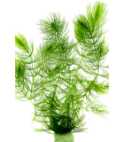 Piante ossigenanti per acquario