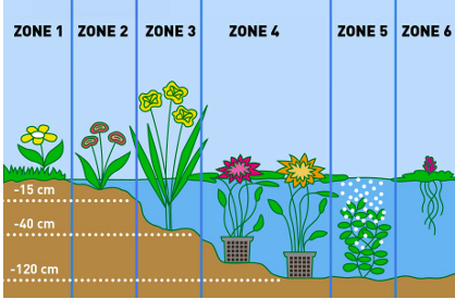 zone piantagione ninfee